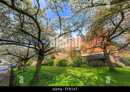 Bellissimi posti attorno alla famosa Selwyn College di Cambridge University, Regno Unito Foto Stock