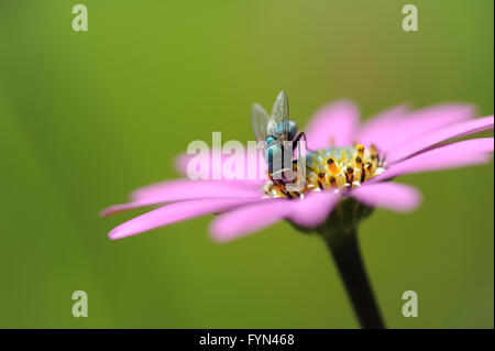 Comune verde bottiglia volare alimentazione sul polline su un osteospermum (daisy africano 'in the Pink' con daisy in profilo laterale che mostra giallo stamen gambe di mosca Foto Stock