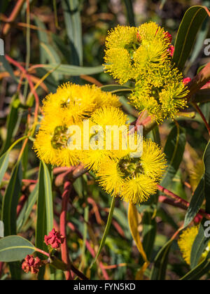 Ampiamente visto intorno a Perth e Sud Australia occidentale, la gomma Red-Capped offre splendidi fiori in un distintivo giallo. Foto Stock