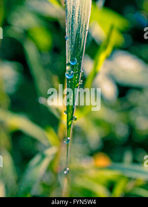 Dewdrops su una lama di erba. Sinhangad Foto Stock