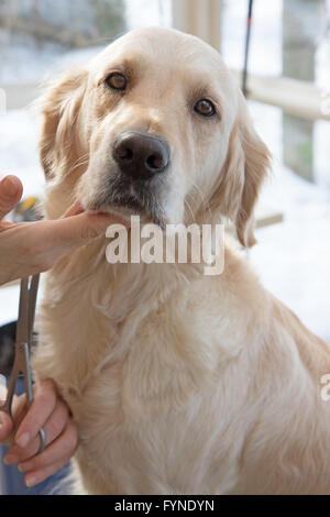 Toelettatura Golden Retriever cane. Il cane è seduto sul tavolo e guardando la telecamera. Foto Stock