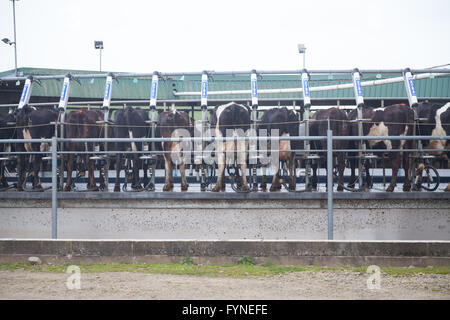 Bovini su una giostra rotante della macchina di mungitura parlor a Cefnamlwch Dairy Farm, Sarn, Pwllheli - grande e moderna azienda lattiero-casearia Foto Stock