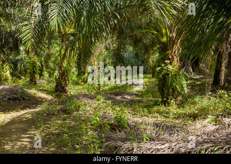 Planation della palma da olio (Elacis guineensis). rurale a nord di Sabah, Malesia Borneo Foto Stock