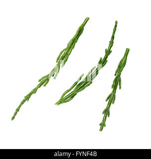 Samphire rami su uno sfondo bianco pronto per essere consumato Foto Stock