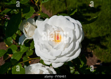 Le rose a Woodland Park Rose Garden Foto Stock