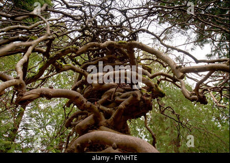 Albero con rami a zig-zag Foto Stock