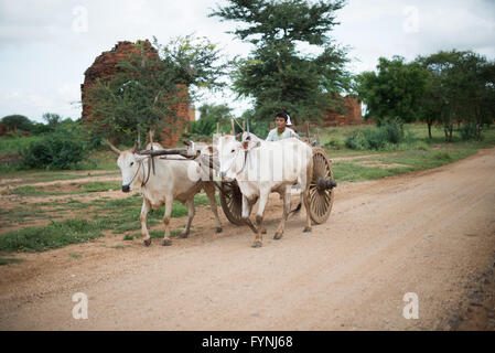 BAGAN, Myanmar - un uomo da un villaggio vicino alla Paya-thone-zu Gruppo in Bagan zona archeologica aziona un carrello di bue con produrre lungo la strada sterrata. Bagan, Myanmar (Birmania). Foto Stock