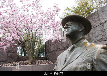 WASHINGTON DC - Un albero di magnolia in tulipano fiorito fiorisce dietro una statua in bronzo del presidente Franklin D. Roosevelt al FDR Memorial. Situati lungo il bacino delle Tidal, questi alberi sono tra i fiori primaverili che fioriscono in città. La statua del 32° presidente degli Stati Uniti è una caratteristica centrale del memoriale in più parti. Foto Stock