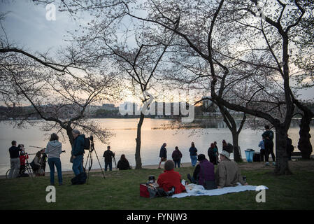 WASHINGTON DC - fotografi e visitatori si riuniscono lungo il bacino delle maree all'alba per ammirare i ciliegi in fiore. La fioritura annuale è un'attrazione importante, attirando folle di visitatori per vedere gli alberi in fiore che erano originariamente un dono del Giappone nel 1912. Foto Stock