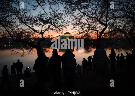 WASHINGTON DC: I ciliegi sagomati incorniciano il Jefferson Memorial attraverso il bacino di marea all'alba, mentre fotografi e visitatori si riuniscono per catturare il panorama. Gli alberi, un dono del Giappone nel 1912, sono al centro dell'annuale National Cherry Blossom Festival. Foto Stock