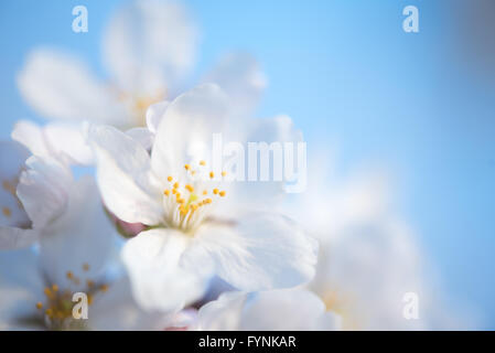 Fiore di ciliegio (Prunus serrulata) | WASHINGTON — Una vista macro isola un singolo fiore di ciliegio, gli stami dorati nitidi contro i morbidi petali bianchi, uno dei migliaia che circondano il Tidal Basin a Washington, D.C., ogni primavera. Il fiore a cinque petali e il leggero profumo di mandorla lo identificano come membro della famiglia delle Rosaceae, che include anche rose e mandorle. Foto Stock