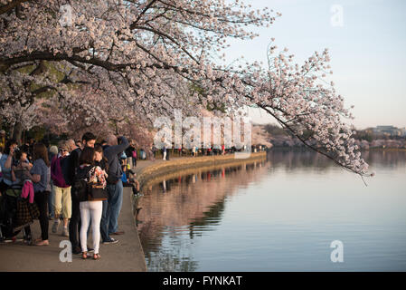 WASHINGTON DC - i visitatori si riuniscono lungo il bacino delle maree per vedere i ciliegi in fiore durante il picco della fioritura. Gli alberi in fiore, originariamente un regalo del Giappone nel 1912, attirano grandi folle ogni primavera per il National Cherry Blossom Festival. Foto Stock