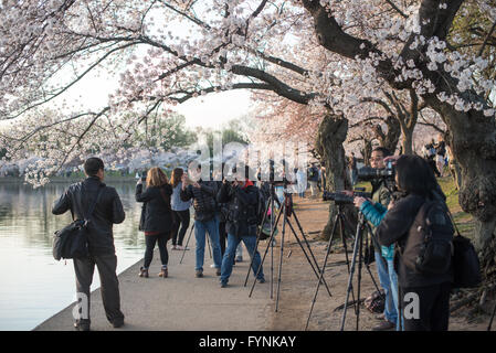 WASHINGTON DC - turisti e fotografi si riuniscono sotto gli alberi di ciliegio in piena fioritura lungo la passerella del bacino delle Tidal. L'annuale picco di fioritura degli alberi, originariamente un dono del Giappone nel 1912, è un evento importante che attira grandi folle ogni primavera. Foto Stock