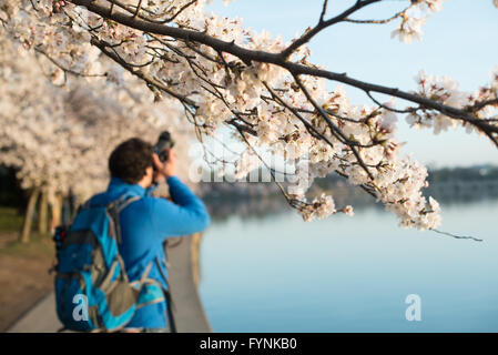 WASHINGTON DC - i ciliegi in fiore incorniciano una vista di un fotografo lungo il bacino delle maree. Gli alberi in fiore, un dono del Giappone nel 1912, attirano molti visitatori e fotografi ogni primavera durante il loro picco di fioritura. L'evento annuale è al centro del National Cherry Blossom Festival. Foto Stock