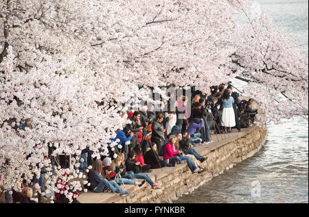 WASHINGTON DC - folle di visitatori si riuniscono sotto gli alberi di ciliegio in piena fioritura lungo la diga di pietra del bacino delle Tidal. Il picco annuale della fioritura degli alberi in fiore, un dono del Giappone nel 1912, attira un gran numero di turisti e fotografi ogni primavera. Foto Stock