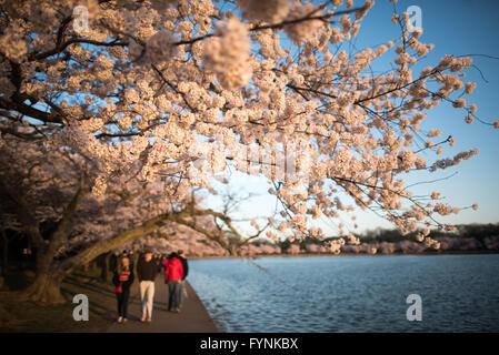 WASHINGTON DC - i visitatori camminano sotto gli alberi di ciliegio fioriti lungo il passaggio pedonale del bacino delle maree. Gli alberi, un dono del Giappone nel 1912, sono al centro dell'annuale National Cherry Blossom Festival ogni primavera. Foto Stock