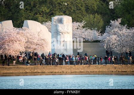 WASHINGTON DC - Washington DC il famoso fiori di ciliegio, e dono dal Giappone nel 1912, in piena fioritura intorno al bacino di marea. Il picco di bloom ogni anno attira centinaia di migliaia di turisti a Washington DC ciascuna molla. Foto Stock