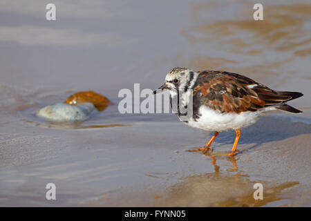 Turnstone Arenaria interpres in estate crollage circa per migrare a terreni di allevamento Foto Stock