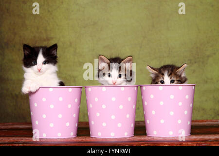 Norvegesi della Foresta Cat. Tre gattini (6 settimane di età) seduto in vasi di rosa con il bianco a pois. Studio Immagine contro uno sfondo verde. Germania Foto Stock