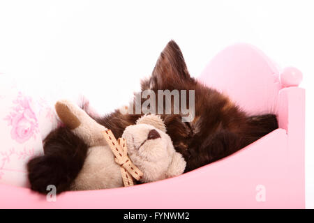 Norvegesi della Foresta Cat. Kitten (6 settimane di età) con Teddy bear dormire in una rosa di bambole letto. Studio Immagine contro uno sfondo bianco. Germania Foto Stock