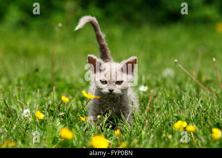 Selkirk Rex. Gattino in piedi su un prato fiorito. Germania Foto Stock