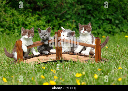 Selkirk Rex. Quattro gattini su un piccolo ponte di legno in piedi su un prato. Germania Foto Stock