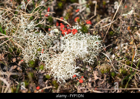 Cladonia pleurota una rara Lichen in Gran Bretagna questa uno fotografato in Denbighshire North Wales crescente con Cladonia portentosa Foto Stock