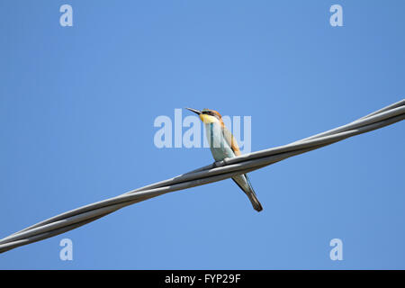 Bee eater arroccato su un filo close up gruccione Merops apiaster gruccione Foto Stock