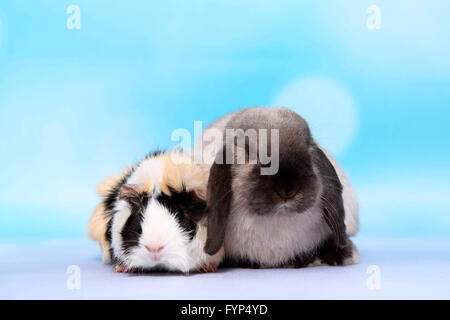 Lop-eared Dwarf Rabbit e abissino di cavia seduto accanto a ogni altro. Studio Immagine contro uno sfondo blu. Germania Foto Stock