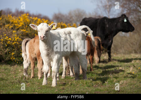 Il Galles sentiero costiero in Anglsey. Molla di pittoresca vista di vitelli di pascolare su Anglesey sentiero costiero. Foto Stock