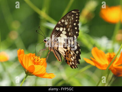 Calce comune butterfly Papilio demoleus, sul cosmo fiore. Noto anche come il limone butterfly, calce a coda di rondine o a coda di rondine di agrumi Foto Stock