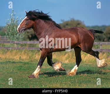 Shire cavallo. Stallone trotto su un prato. Gran Bretagna Foto Stock