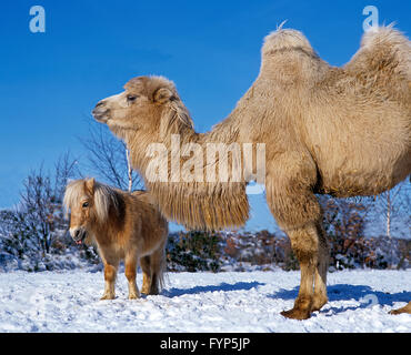 Pony Shetland. Cavallo adulto e Bactrian Camel in piedi accanto a ciascun altro nella neve. Gran Bretagna Foto Stock