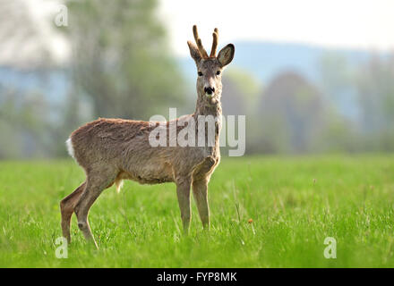 Wild capriolo in un cappotto Modifica processo Foto Stock