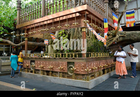 Bodhibaum, Gangaramaya Tempel, Colombo, Sri Lanka Foto Stock