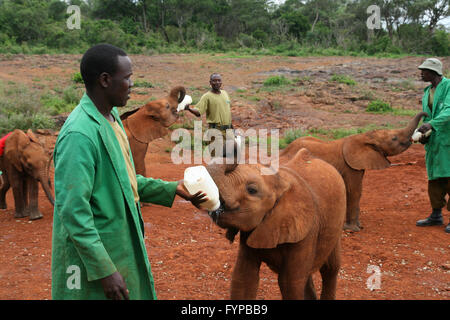 Uno del Kenya Wildlife Conservation carità, elefanti orfanotrofio Foto Stock