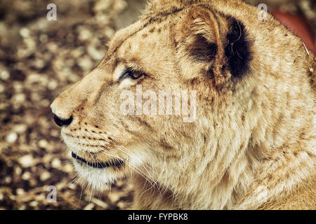 Ritratto di Barbary lion - Panthera leo leo. Ritratto di origine animale. Leonessa closeup. Atlas lion. In modo critico le specie in via di estinzione. Fianco Foto Stock