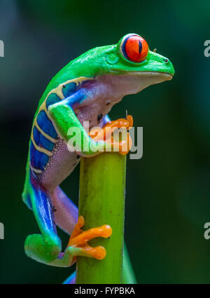 Red-Eyed Raganella in Costa Rica rain forest Foto Stock