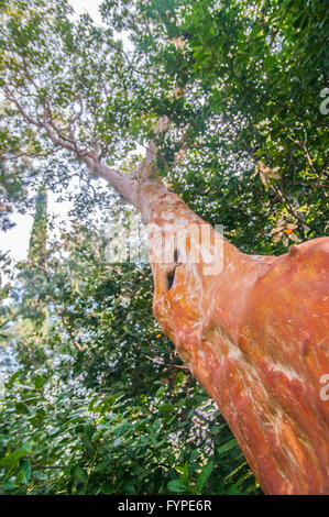 L'eucalyptus alta nel cielo Foto Stock