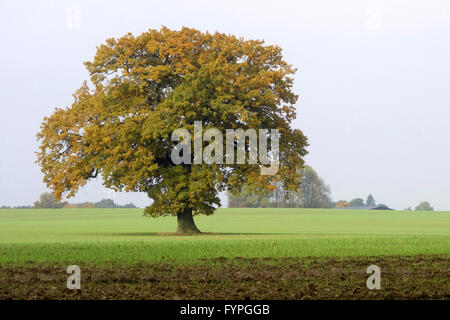Vecchia Quercia in Germania settentrionale Foto Stock