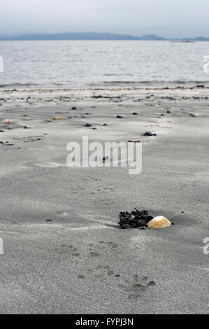 Orme di Euorpean lontra (Lutra lutra) di sabbia su una spiaggia, scomparendo nel mare. Isle of Mull, Scotland, Regno Unito Foto Stock
