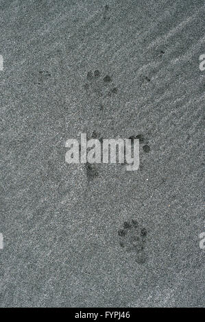 Orme di Euorpean lontra (Lutra lutra) di sabbia su una spiaggia, Isle of Mull, Scotland, Regno Unito Foto Stock