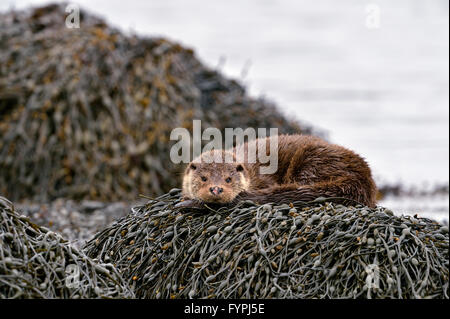Euorpean lontra (Lutra lutra) poggiante su alga. Isle of Mull, Scotland, Regno Unito Foto Stock