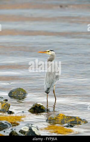 Airone cinerino (Ardea cinerea) da un mare di loch. Isle of Mull, Scotland, Regno Unito Foto Stock