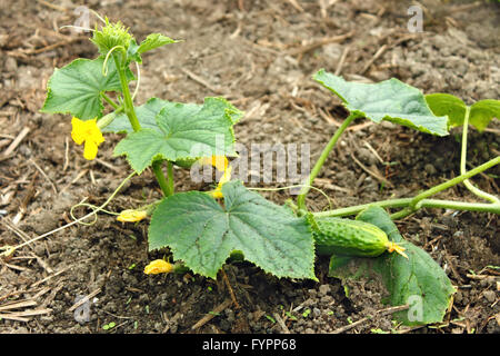 Piante di cetriolo cresce nel terreno Foto Stock