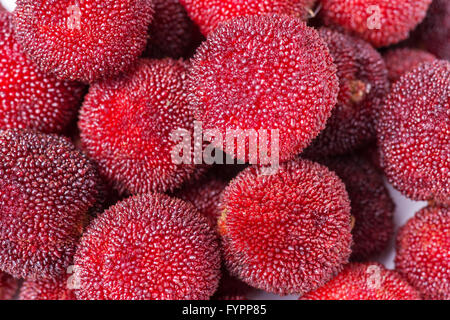 Rosso e mature waxberry sotto lo sfondo bianco Foto Stock