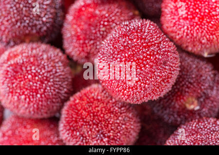 Rosso e mature waxberry sotto lo sfondo bianco Foto Stock