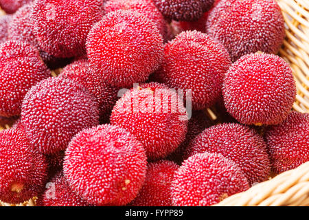 Rosso e mature waxberry sotto lo sfondo bianco Foto Stock