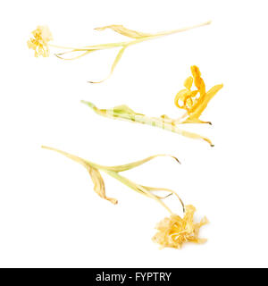 Essiccato tulipano giallo fiore su sfondo bianco Foto Stock
