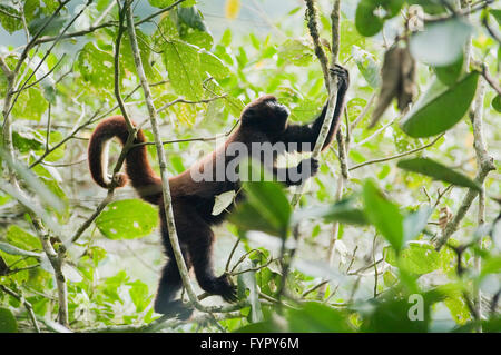 Giallo peruviano-tailed lanosi scimmia (Oreonax flavicauda) specie gravemente minacciate, Yugas foreste, Ande orientali, Amazonas, Perù Foto Stock